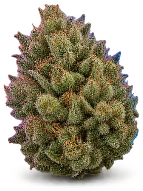 AI-generated illustration of a cannabis flower for the Maggie's Mimosa page, not a photo of the strain