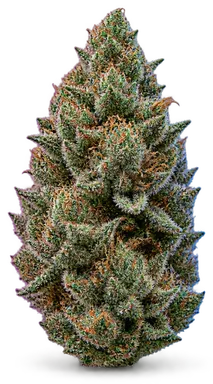 AI-generated illustration of a cannabis flower for the Mai Tai X Zkittlez Cake page, not a photo of the strain