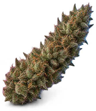 AI-generated illustration of a cannabis flower for the Mandarin Dreams page, not a photo of the strain