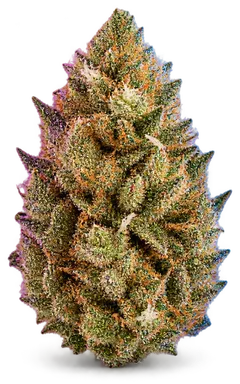 AI-generated illustration of a cannabis flower for the Mango OG page, not a photo of the strain