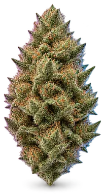 AI-generated illustration of a cannabis flower for the Maui Wowie page, not a photo of the strain