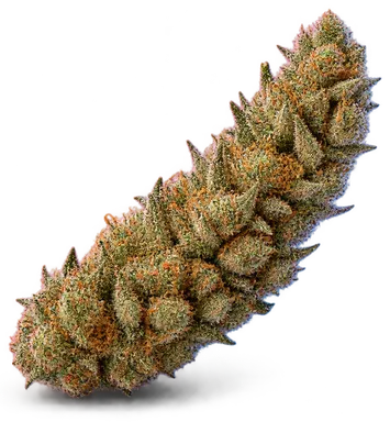 AI-generated illustration of a cannabis flower for the Meltdown page, not a photo of the strain