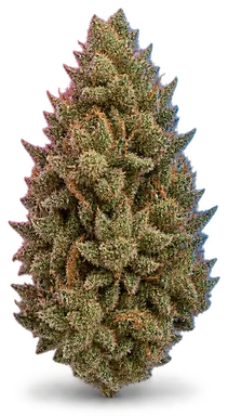 AI-generated illustration of a cannabis flower for the Mendo Breath page, not a photo of the strain