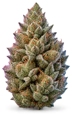 AI-generated illustration of a cannabis flower for the Mendo Breath D page, not a photo of the strain