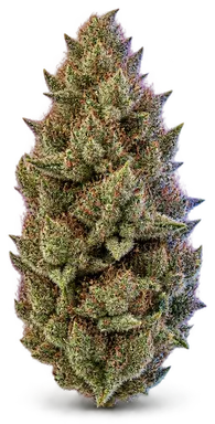AI-generated illustration of a cannabis flower for the Mendocino Grasslands page, not a photo of the strain