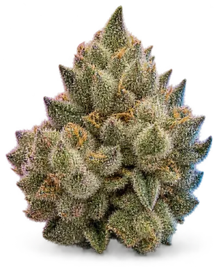 AI-generated illustration of a cannabis flower for the Mercy Grown page, not a photo of the strain
