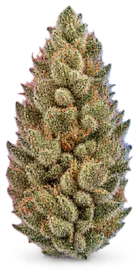 AI-generated illustration of a cannabis flower for the Mfk page, not a photo of the strain