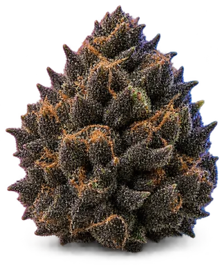 AI-generated illustration of a cannabis flower for the Midnight Oil page, not a photo of the strain