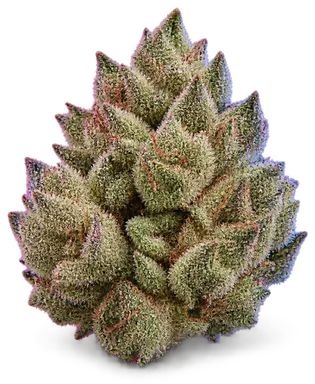 AI-generated illustration of a cannabis flower for the Milk Monkey page, not a photo of the strain