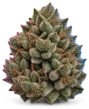 AI-generated illustration of a cannabis flower for the Million Dollar Baby page, not a photo of the strain