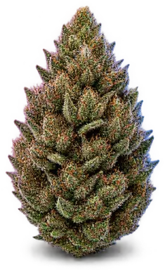 AI-generated illustration of a cannabis flower for the Mimosa 2 page, not a photo of the strain