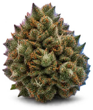 AI-generated illustration of a cannabis flower for the Mimosa Pie page, not a photo of the strain