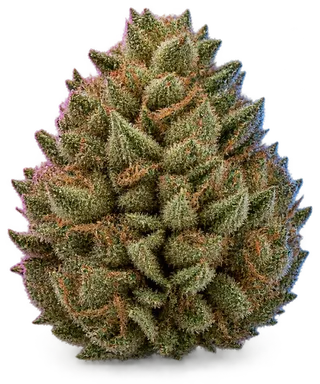 AI-generated illustration of a cannabis flower for the Miss page, not a photo of the strain
