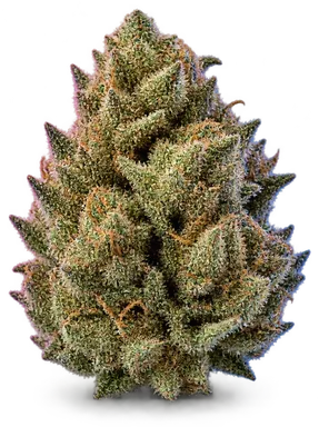 AI-generated illustration of a cannabis flower for the Miss Africa page, not a photo of the strain
