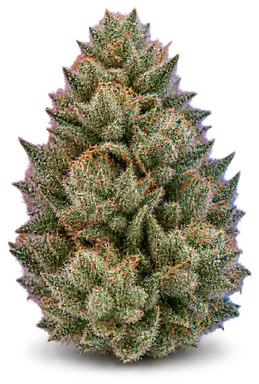 AI-generated illustration of a cannabis flower for the Miss Poison page, not a photo of the strain