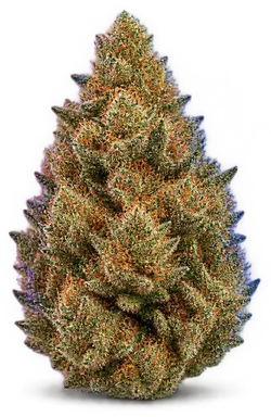 AI-generated illustration of a cannabis flower for the Modified Sherbet page, not a photo of the strain