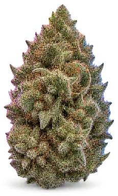 AI-generated illustration of a cannabis flower for the Motorbreath page, not a photo of the strain