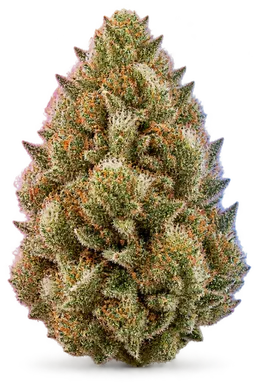 AI-generated illustration of a cannabis flower for the Mountain Orange page, not a photo of the strain