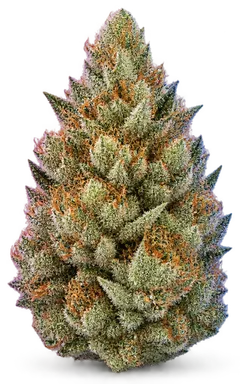 AI-generated illustration of a cannabis flower for the Murderous Precision page, not a photo of the strain