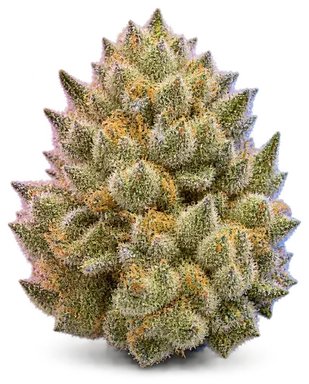 AI-generated illustration of a cannabis flower for the Murphy's Law page, not a photo of the strain