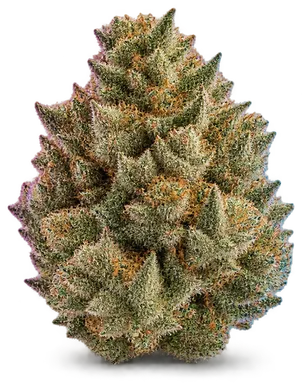 AI-generated illustration of a cannabis flower for the Mxbx page, not a photo of the strain