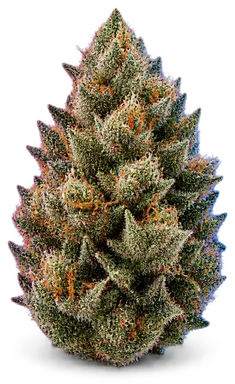 AI-generated illustration of a cannabis flower for the Nepalese Kush page, not a photo of the strain