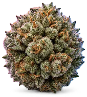 AI-generated illustration of a cannabis flower for the Nerds Swc page, not a photo of the strain