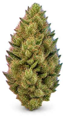 AI-generated illustration of a cannabis flower for the New York Sour Diesel page, not a photo of the strain