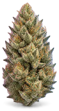 AI-generated illustration of a cannabis flower for the Next Level page, not a photo of the strain