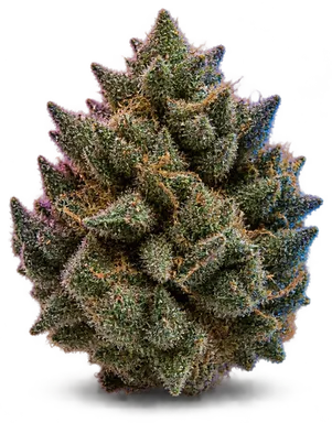 AI-generated illustration of a cannabis flower for the OG 18 page, not a photo of the strain