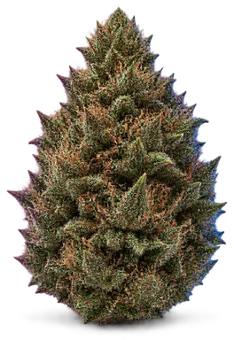 AI-generated illustration of a cannabis flower for the OG Guava page, not a photo of the strain