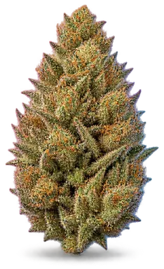 AI-generated illustration of a cannabis flower for the Orange Ade page, not a photo of the strain