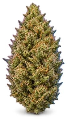 AI-generated illustration of a cannabis flower for the Orange Cookie Crasher page, not a photo of the strain