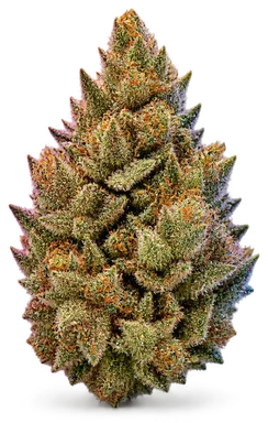 AI-generated illustration of a cannabis flower for the Orange Cookies page, not a photo of the strain
