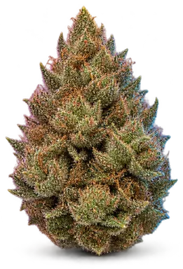 AI-generated illustration of a cannabis flower for the Orangecreamsicle page, not a photo of the strain