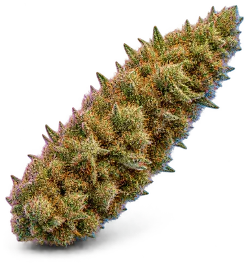 AI-generated illustration of a cannabis flower for the Orange Daiquiri page, not a photo of the strain