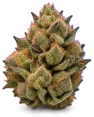 AI-generated illustration of a cannabis flower for the Orange Sundae page, not a photo of the strain