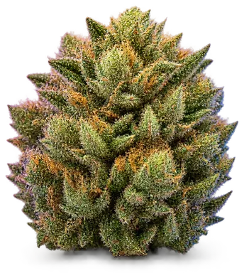 AI-generated illustration of a cannabis flower for the Orangutan Tittiez page, not a photo of the strain