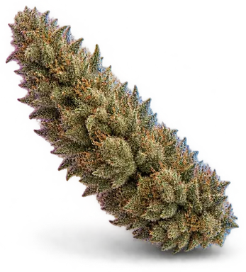 AI-generated illustration of a cannabis flower for the Panacea page, not a photo of the strain