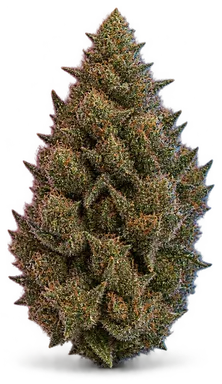 AI-generated illustration of a cannabis flower for the Panda Kush page, not a photo of the strain