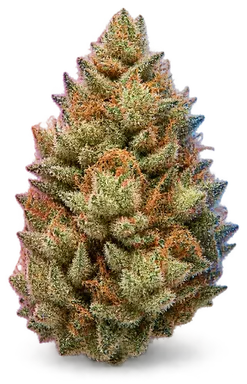 AI-generated illustration of a cannabis flower for the Panther page, not a photo of the strain