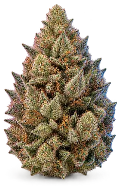 AI-generated illustration of a cannabis flower for the Papaya page, not a photo of the strain