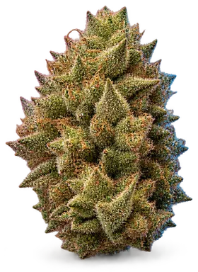 AI-generated illustration of a cannabis flower for the Papayahuasca page, not a photo of the strain