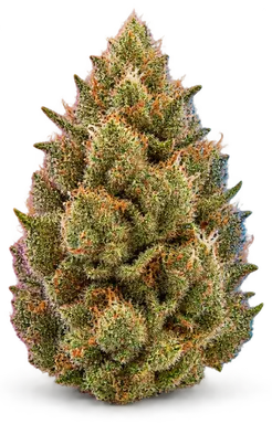 AI-generated illustration of a cannabis flower for the Papaya OG page, not a photo of the strain