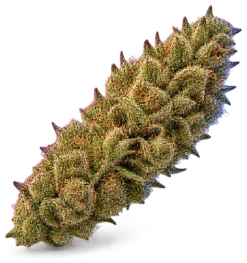 AI-generated illustration of a cannabis flower for the Papaya X 33 page, not a photo of the strain