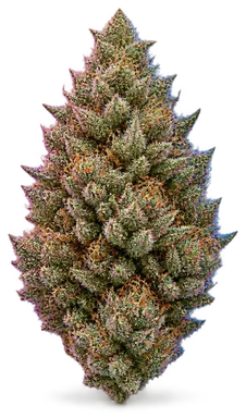 AI-generated illustration of a cannabis flower for the Pb Breath page, not a photo of the strain