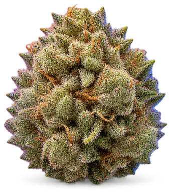 AI-generated illustration of a cannabis flower for the Peach Colada page, not a photo of the strain