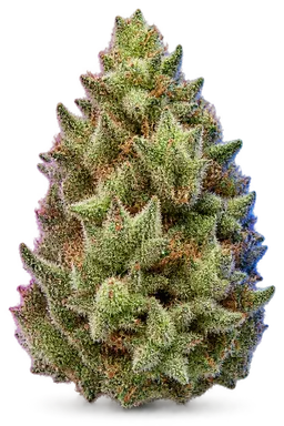 AI-generated illustration of a cannabis flower for the Pineapple Trainwreck page, not a photo of the strain