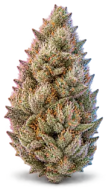AI-generated illustration of a cannabis flower for the Pink Certz page, not a photo of the strain