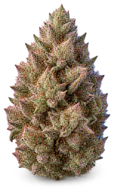 AI-generated illustration of a cannabis flower for the Pink Champagne page, not a photo of the strain